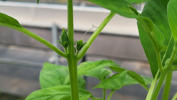 苗栗場建立銀行植物系統釋放技術 有效阻止銀葉粉蝨猖獗