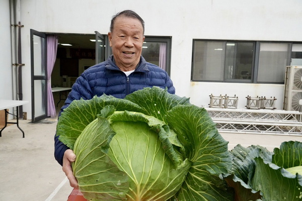 澎湖烏崁「高麗菜王」重磅登場 洪丙仲以單顆22.5台斤稱霸全場