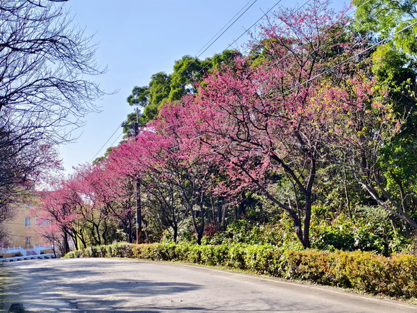 過年走春秘境 三芝賞櫻迎新春