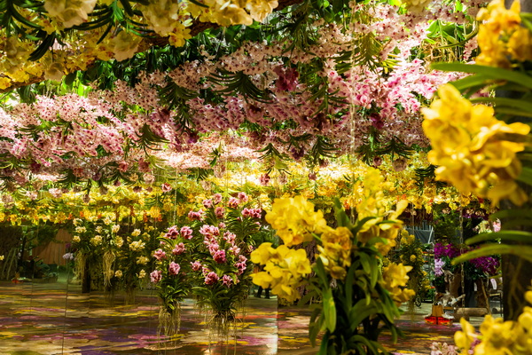 2026臺灣國際蘭展暨花卉科技展 5大展區搶先看