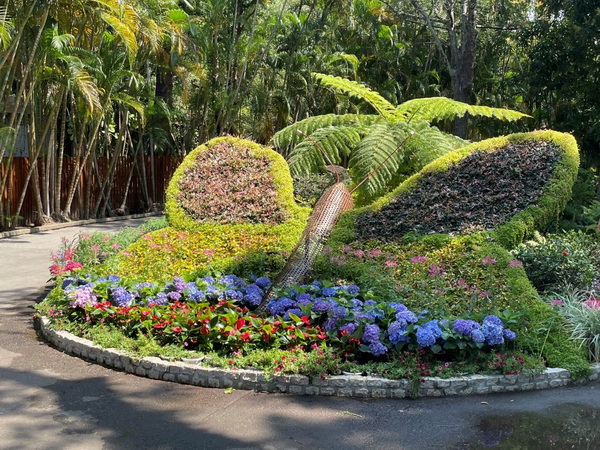 接棒鬱金香 士林官邸玫瑰園越陳越香
