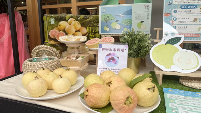 吹海風長大的蘭陽珍寶！頭城甜心芭樂「食光之旅」香甜啟航
